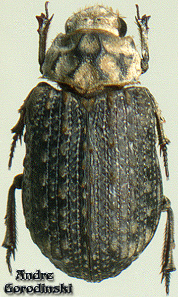 http://www.gorodinski.ru/scarabs/Trox cambeforti.jpg